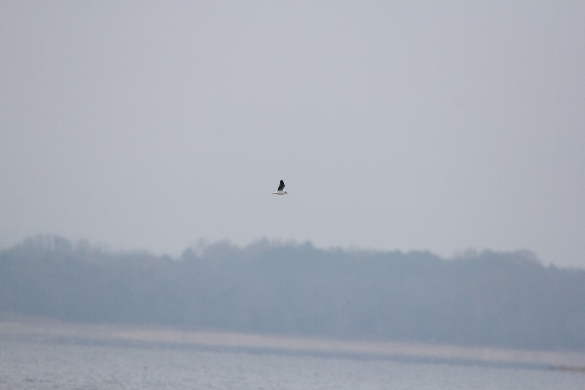 Mouette pygmée - ML655754405