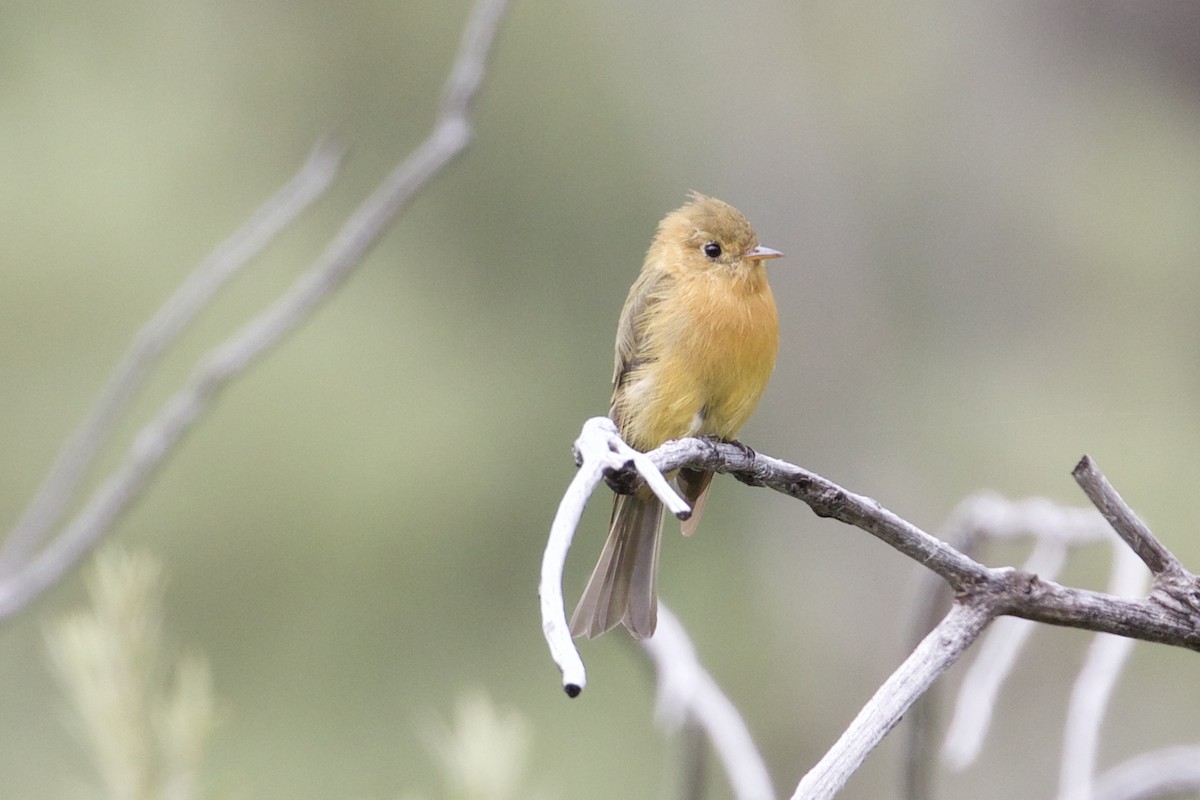 Tufted Flycatcher - ML65575571