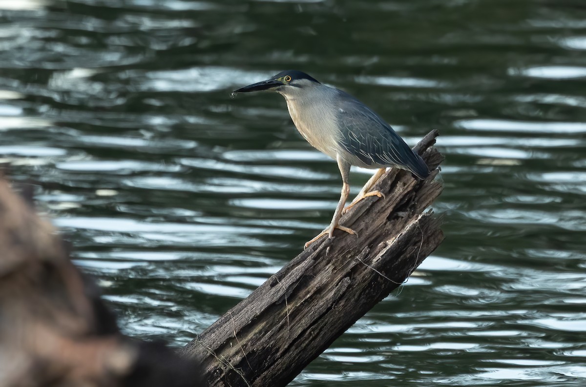 Little Heron - ML655756348
