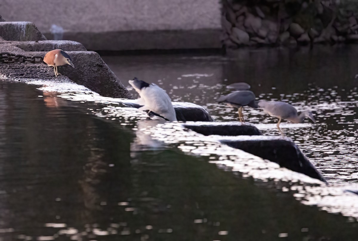 Nankeen Night Heron - ML655756358