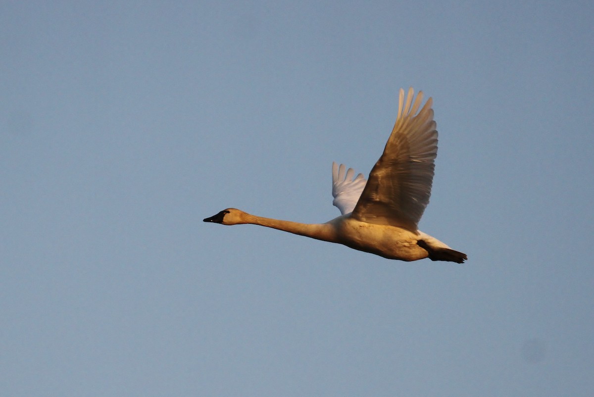 Tundra Swan (Whistling) - ML65575701