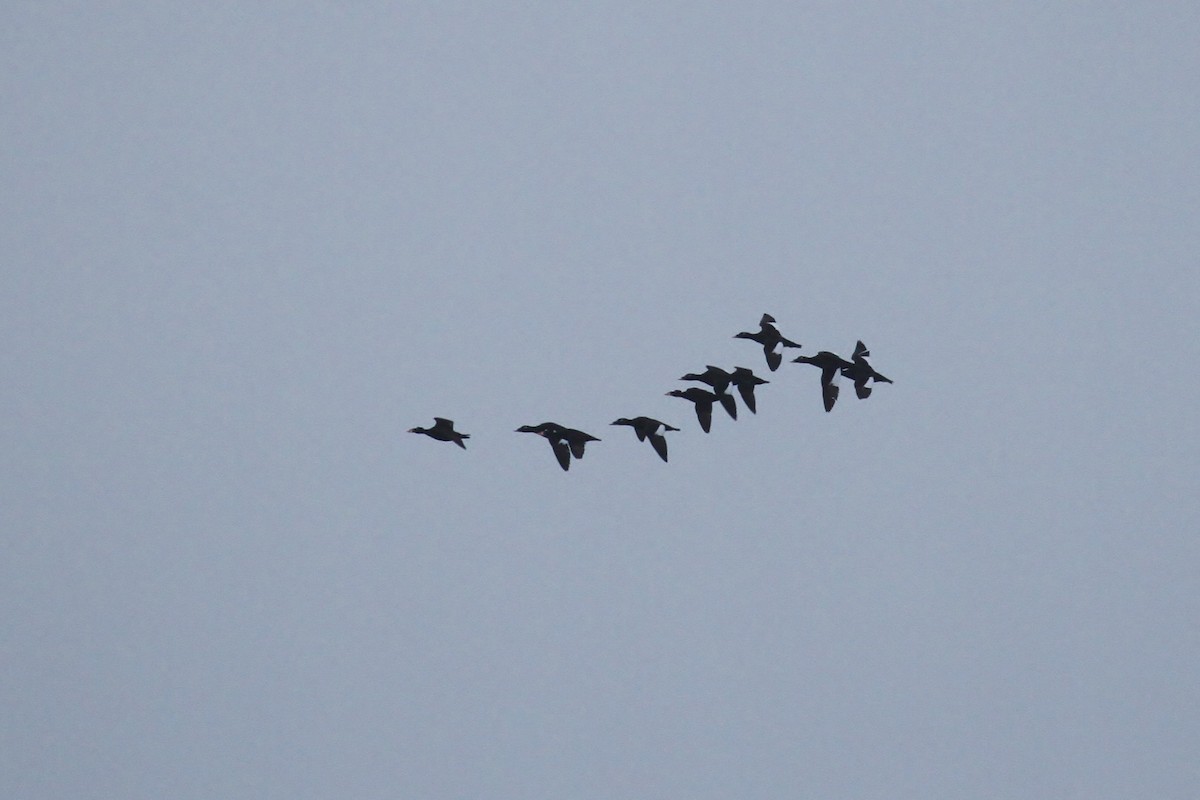 White-winged Scoter - ML65575861