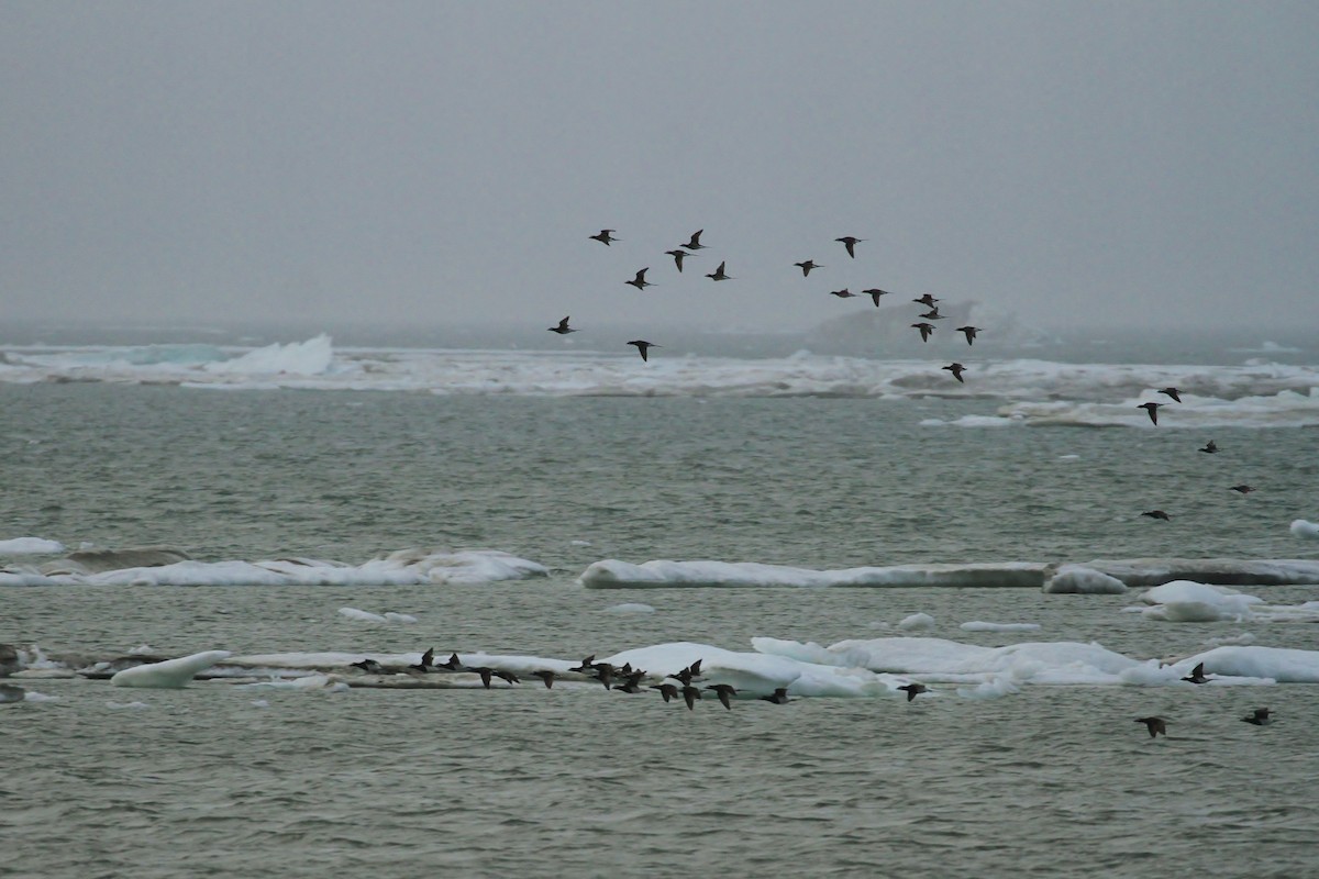 Long-tailed Duck - ML65575891