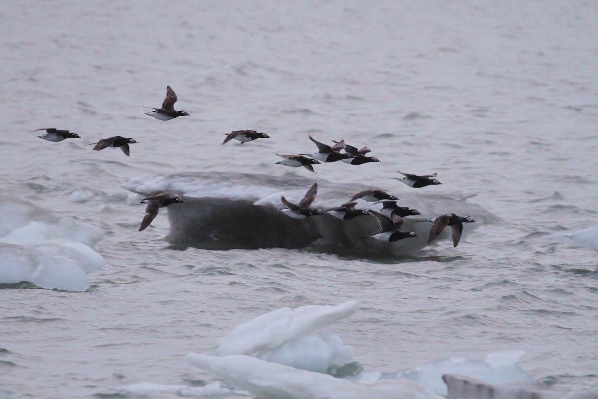 Long-tailed Duck - ML65575911