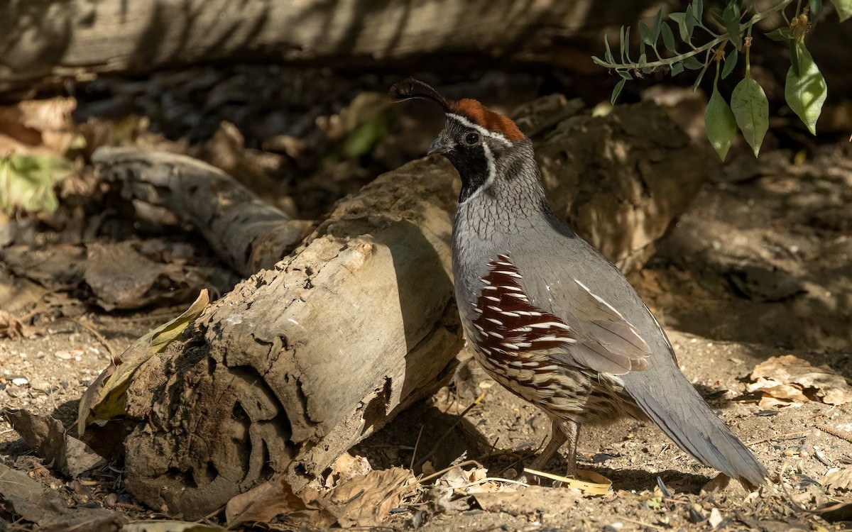 eBird Checklist - 23 Apr 2026 - Big Morongo Canyon Preserve & Covington ...