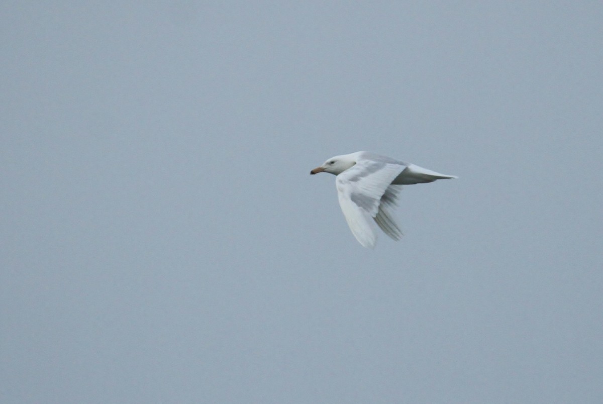 Glaucous Gull - ML65576011