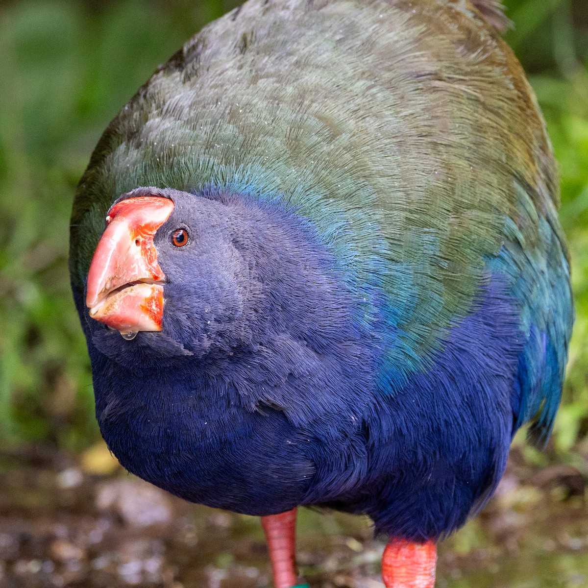 South Island Takahe - ML655760498