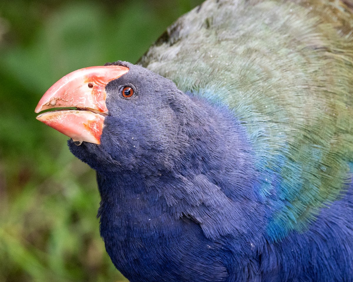 South Island Takahe - ML655760499