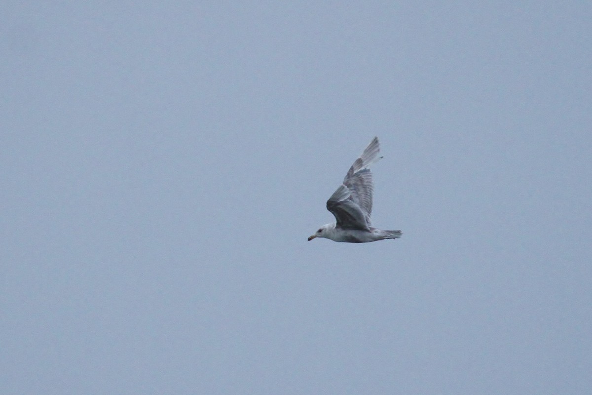 Larus sp. - ML65576051