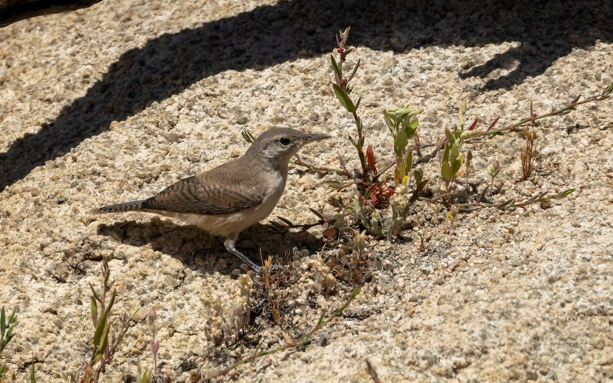 Rock Wren (Northern) - ML655760575