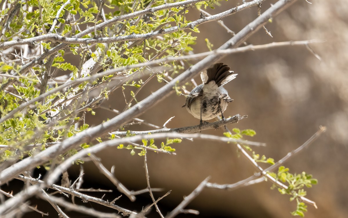 Black-tailed Gnatcatcher - ML655760599