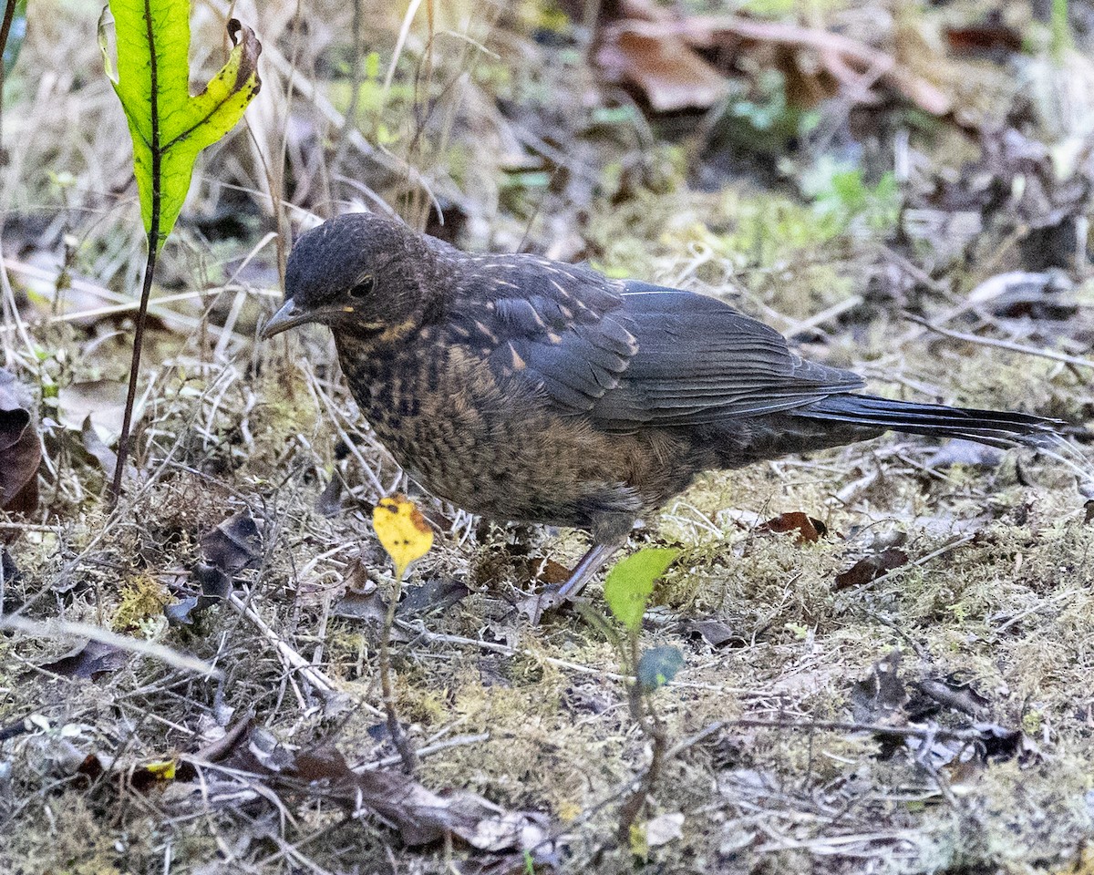 Хар хөөндэй - ML655760638
