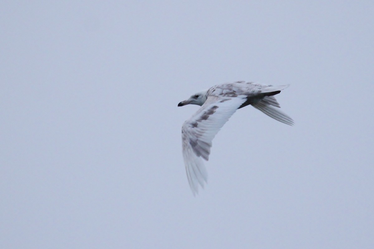 Larus sp. - ML65576071