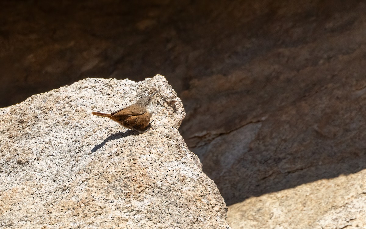 Canyon Wren - ML655760715