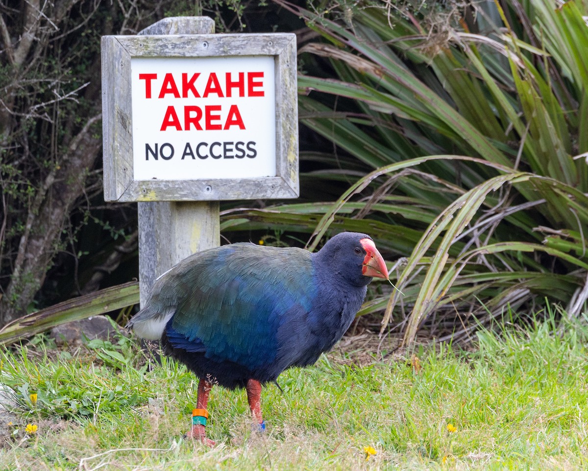 South Island Takahe - ML655760741