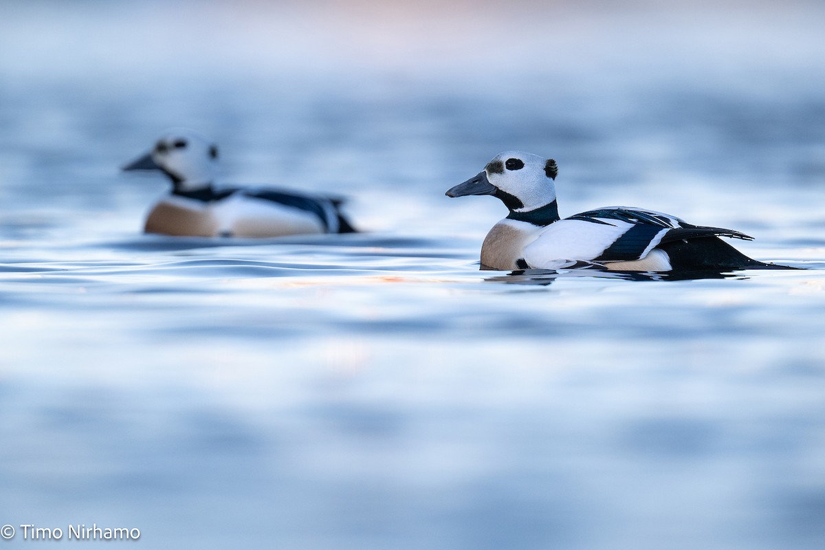 Steller's Eider - ML655760890