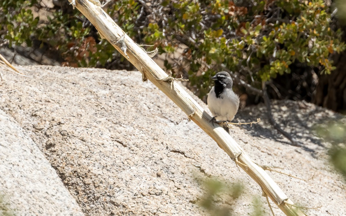 Black-throated Sparrow - ML655760895