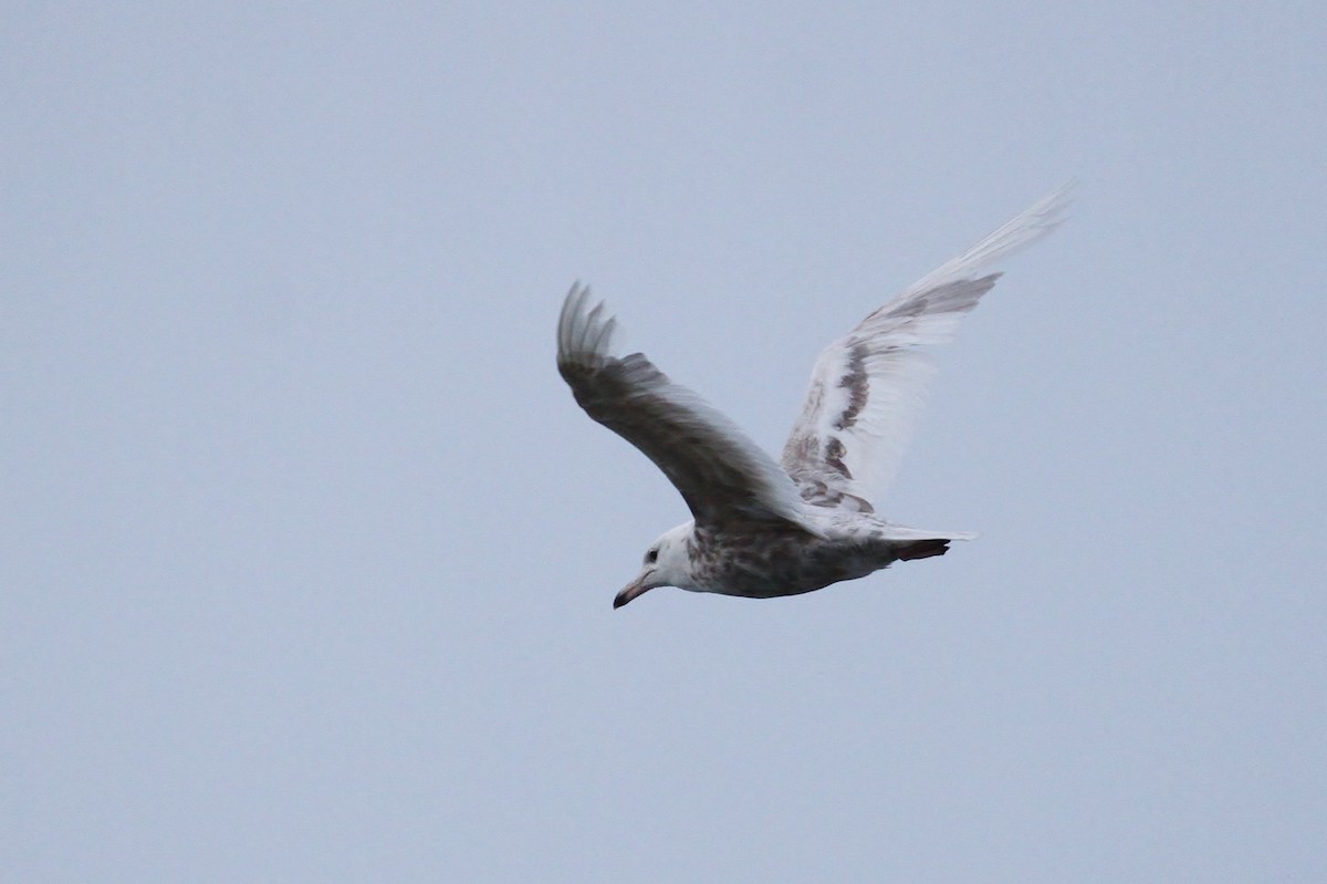 Larus sp. - ML65576101