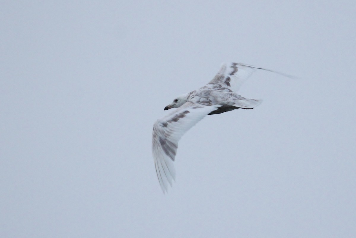 Larus sp. - ML65576111