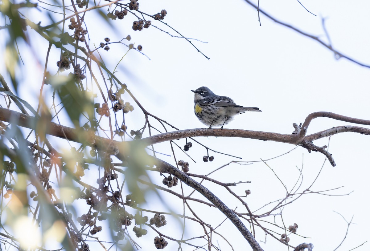 Yellow-rumped Warbler (Myrtle) - ML655761162
