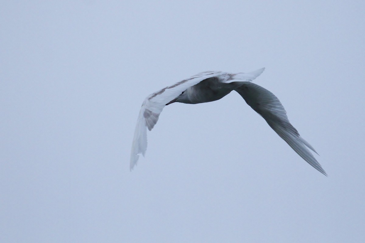 Glaucous Gull - ML65576141