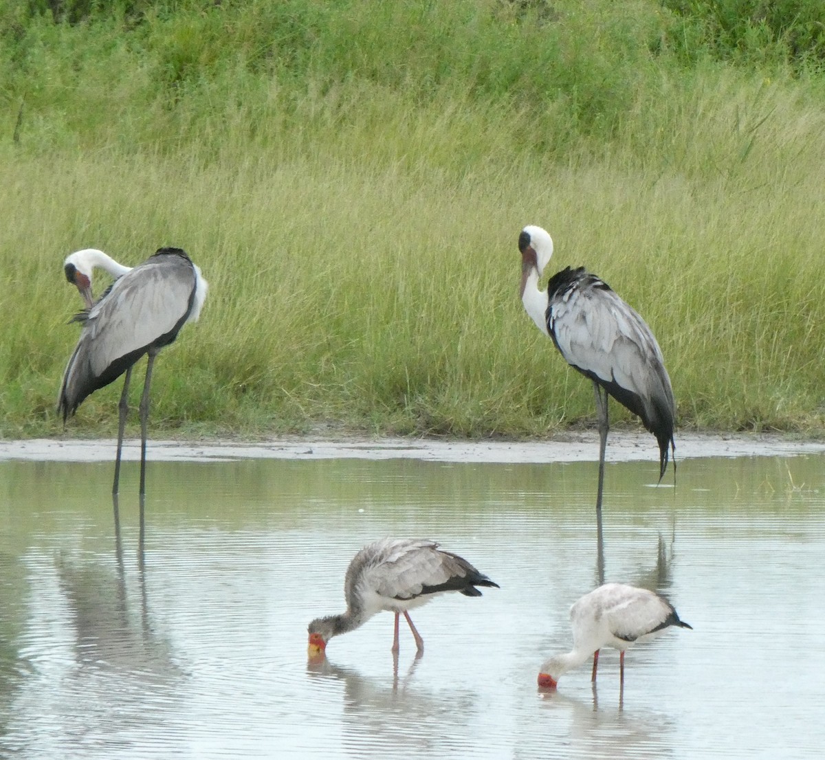 Wattled Crane - ML655762389
