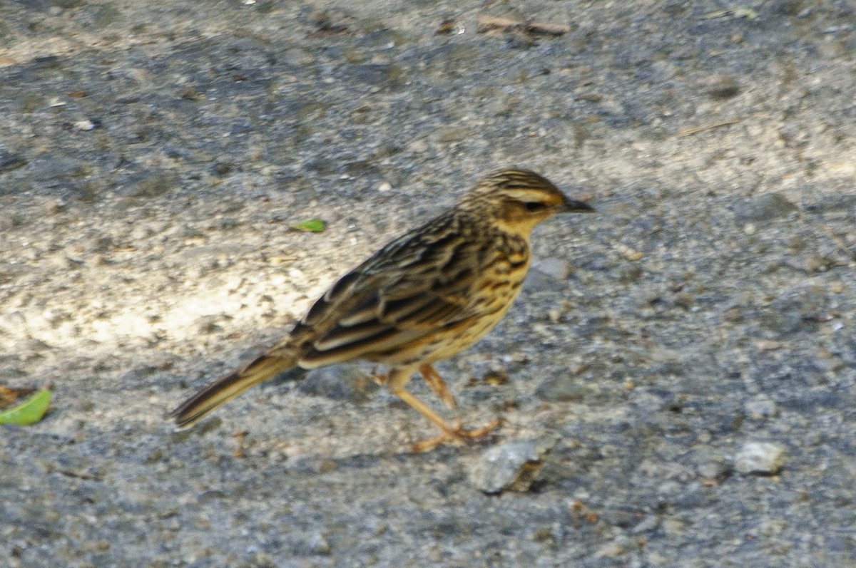 Nilgiri Pipit - ML655763441