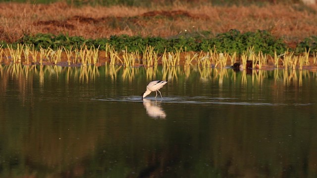 Pied Avocet - ML655764066