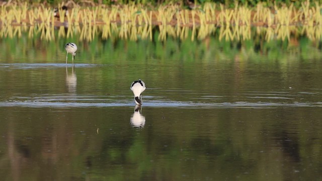 Pied Avocet - ML655764223