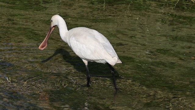 Eurasian Spoonbill - ML655764461