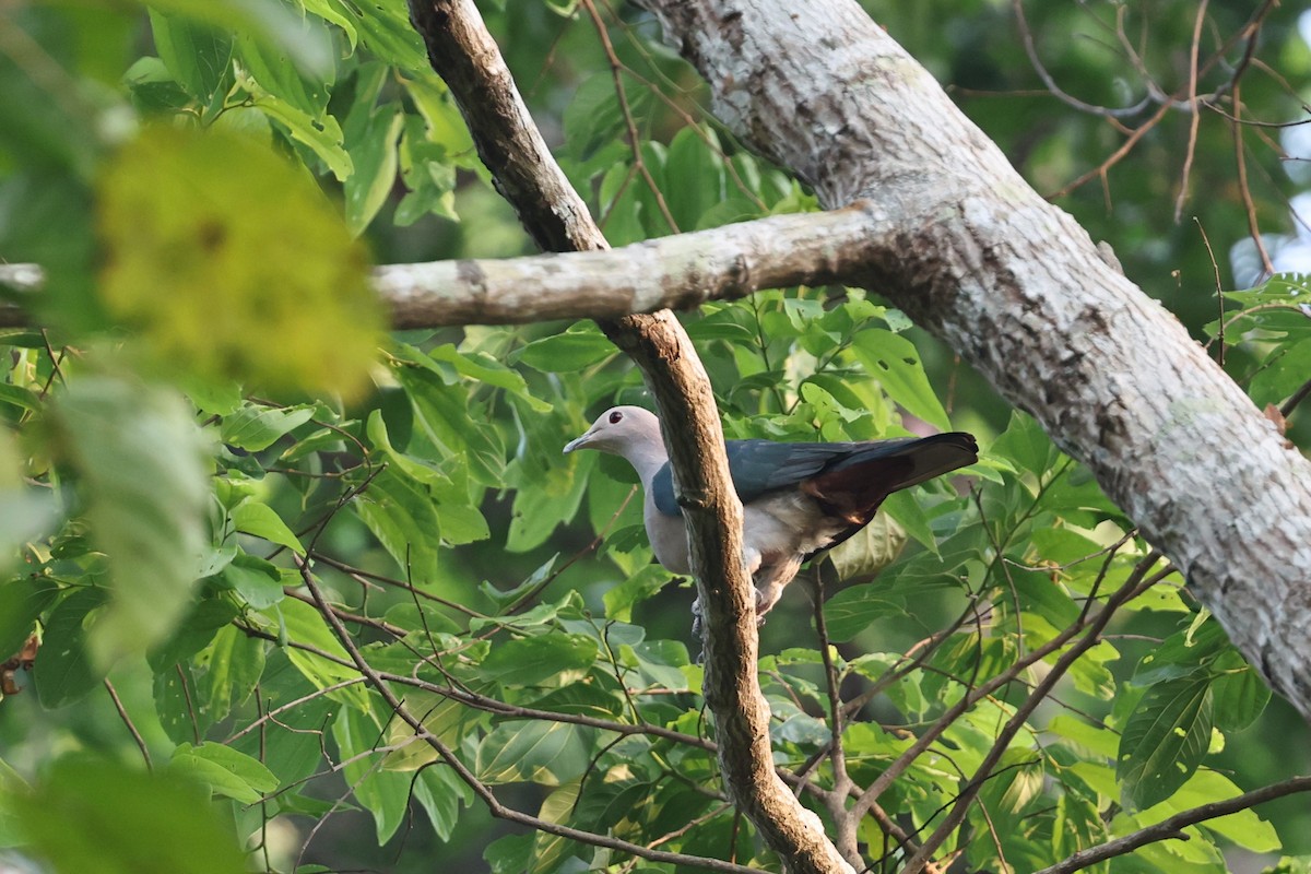 Green Imperial-Pigeon (Green) - ML655765529