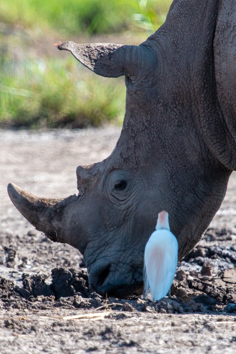Mammals - ML655765554