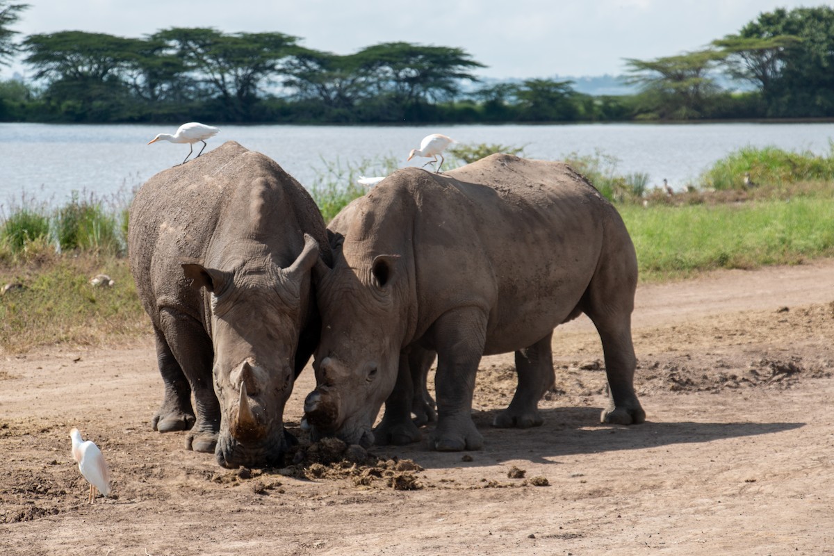 Mammals - ML655765555