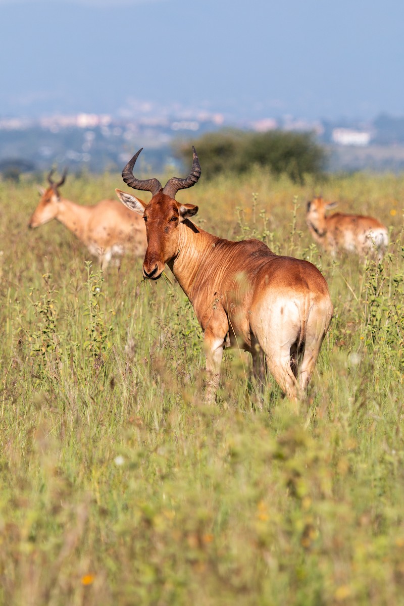 Mammals - ML655765556