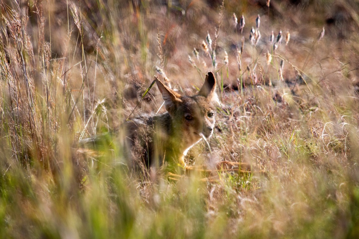 Mammals - ML655765559