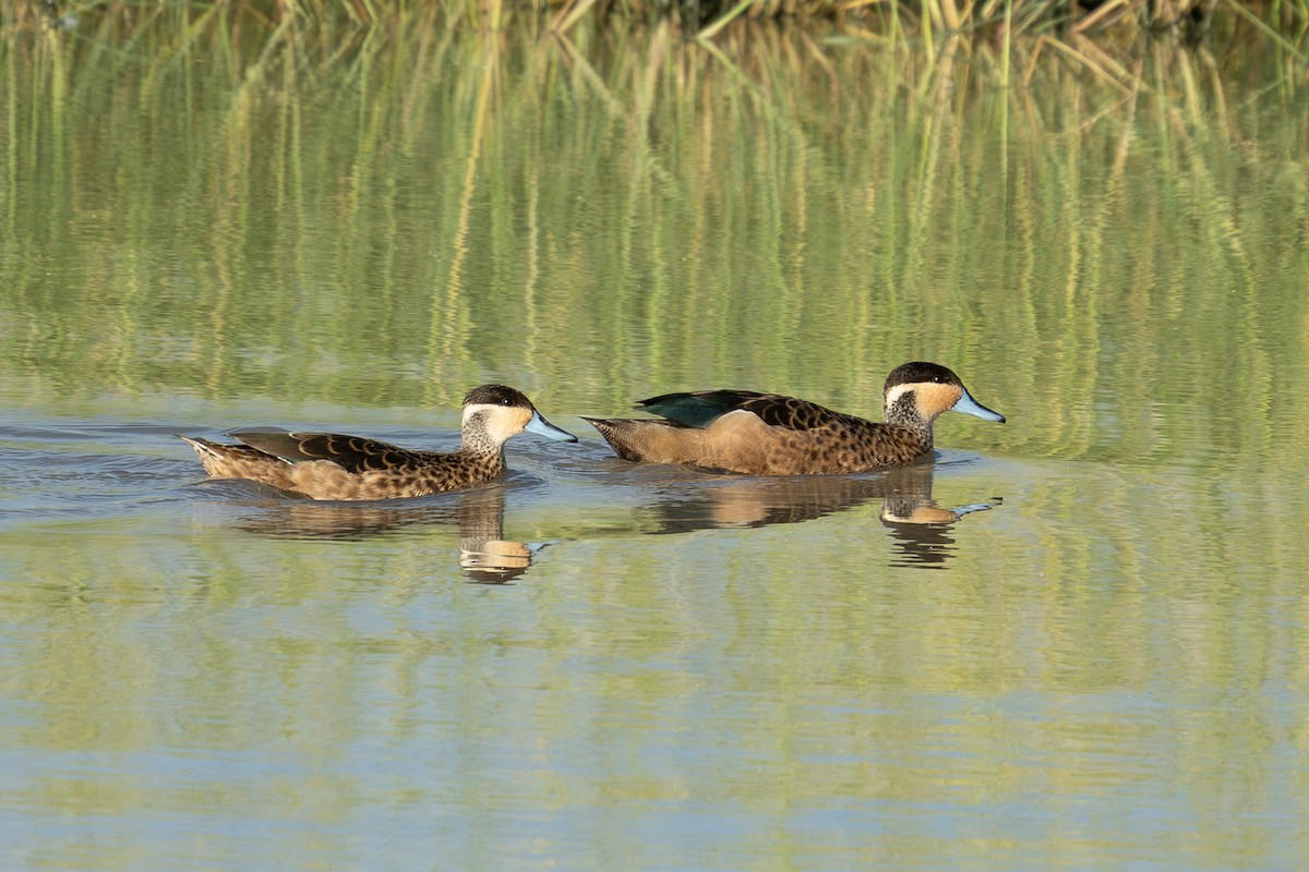 アフリカコガモ - ML655765688