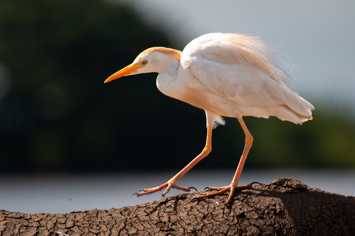 Western Cattle-Egret - ML655765700