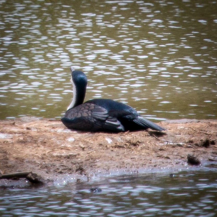 Great Cormorant - ML655766043