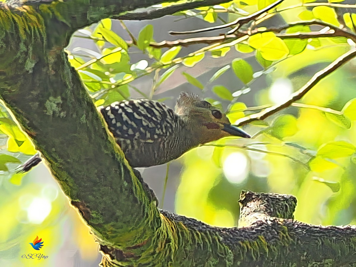 Buff-rumped Woodpecker - ML655766211