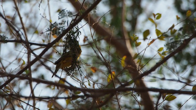 Rüppell's Weaver - ML655766481