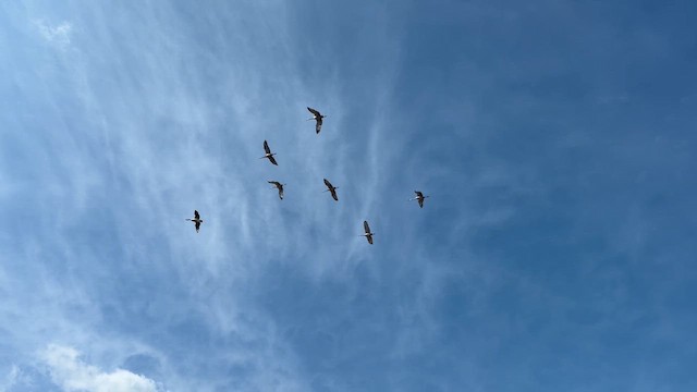 Sandhill Crane - ML655766614