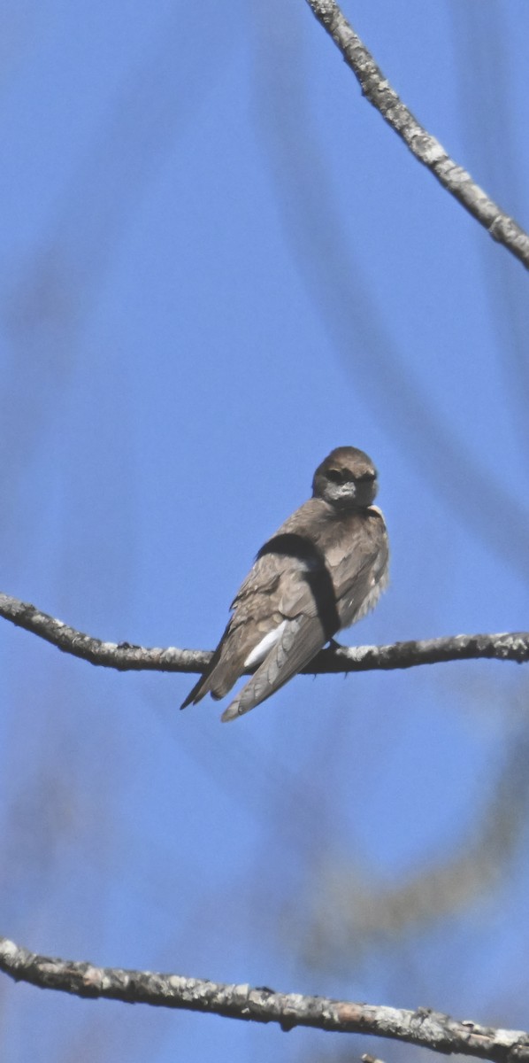 Northern Rough-winged Swallow - ML655766720