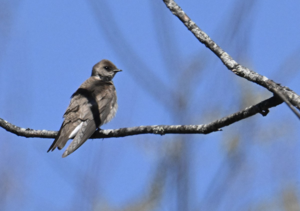 Northern Rough-winged Swallow - ML655766721