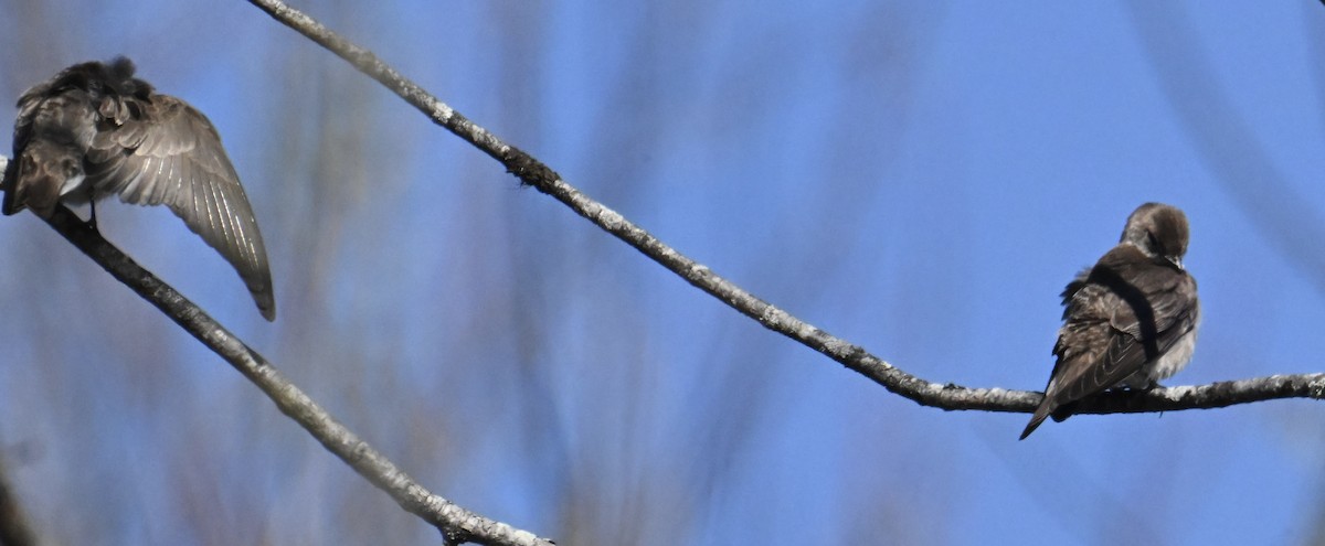 Northern Rough-winged Swallow - ML655766722