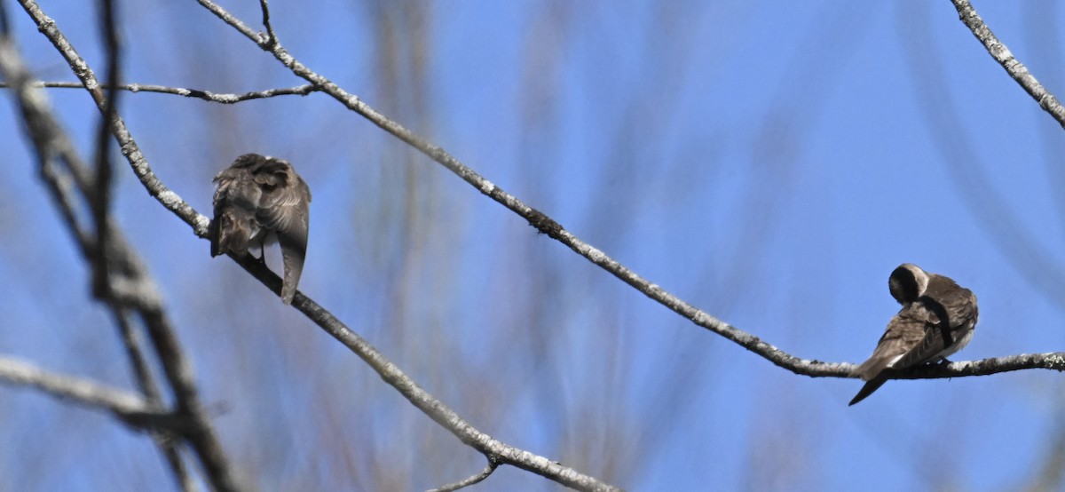 Northern Rough-winged Swallow - ML655766723