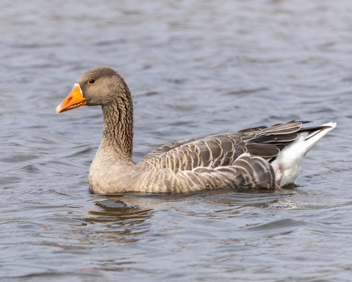 eBird Checklist - 21 Feb 2026 - Hooper's Inlet, Otago Peninsula - 13 ...
