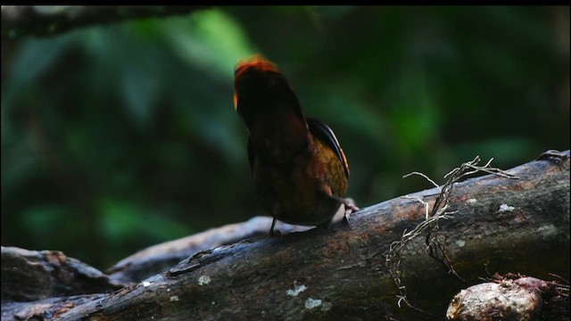 Blue-winged Laughingthrush - ML655768480
