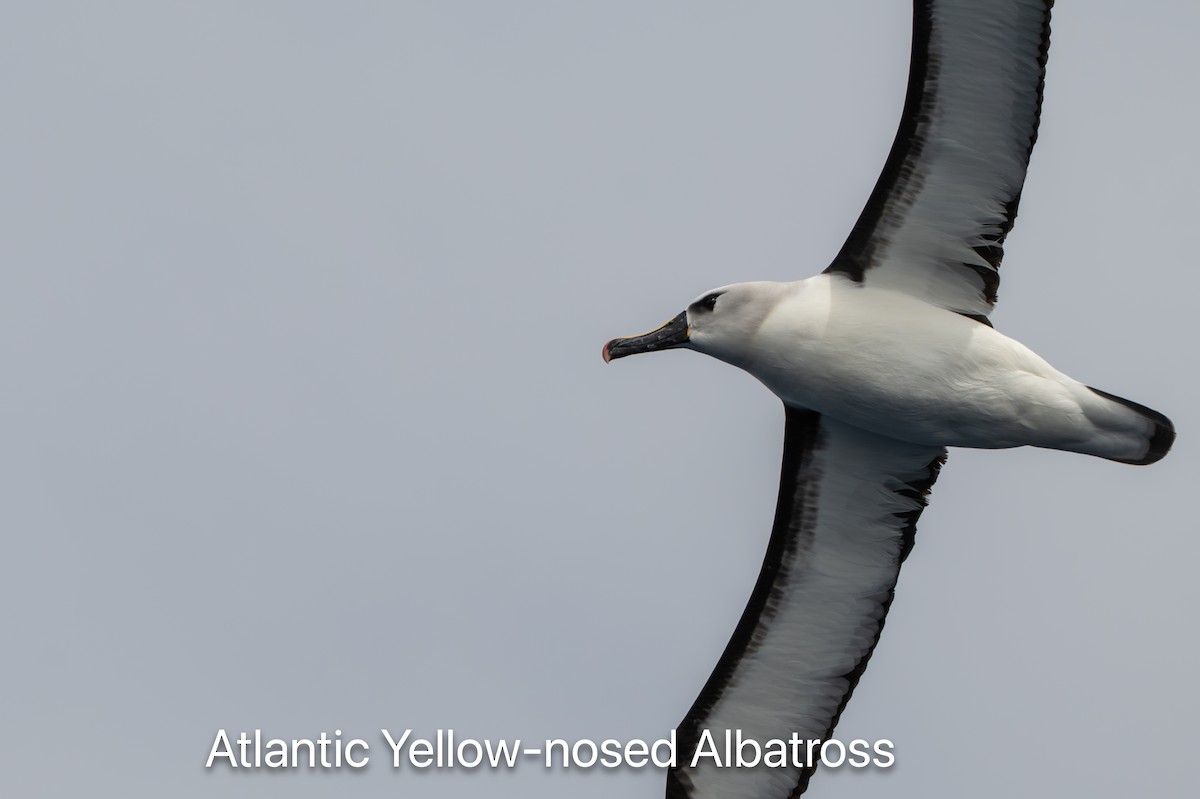 Atlantic Yellow-nosed Albatross - ML655768600