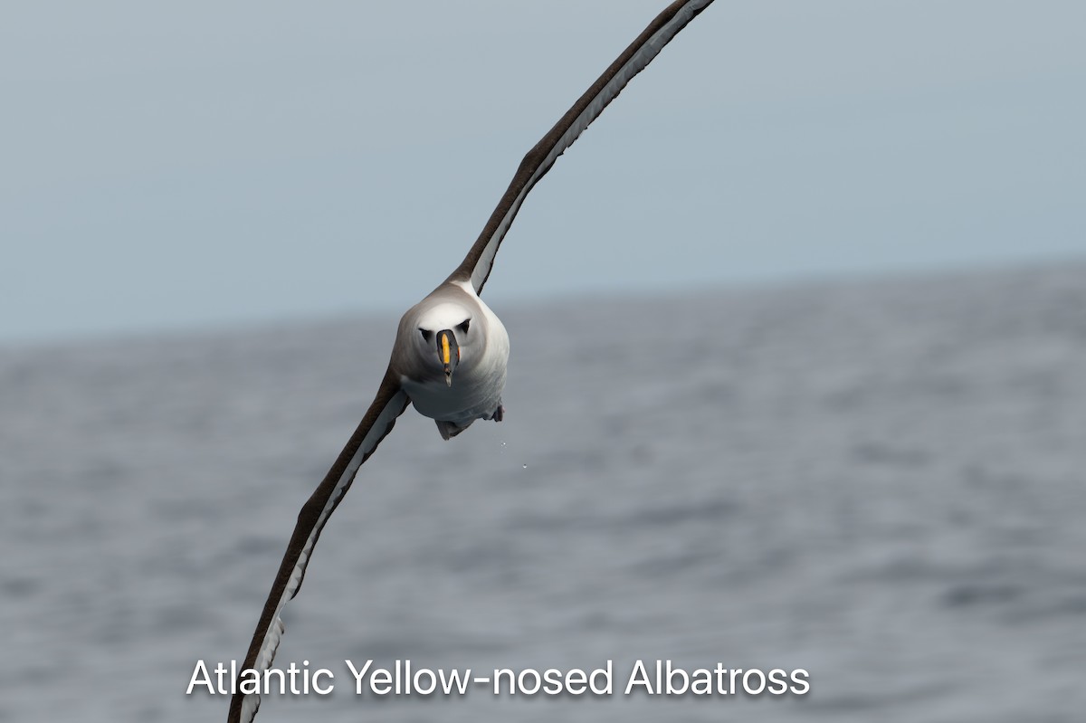 Atlantic Yellow-nosed Albatross - ML655768934