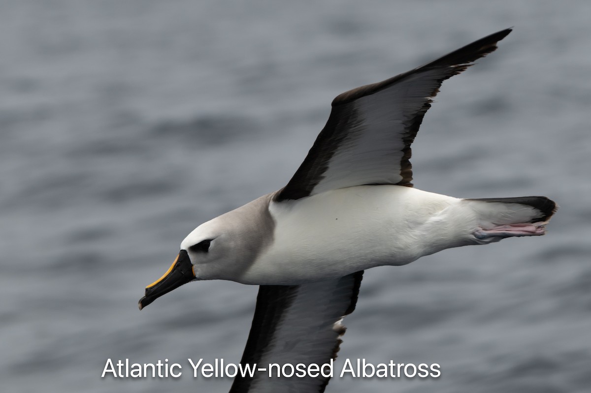 Atlantic Yellow-nosed Albatross - ML655768935